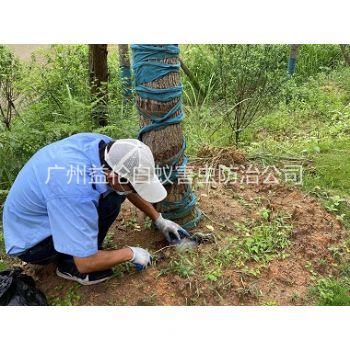 荔城绿化树木治白蚁
