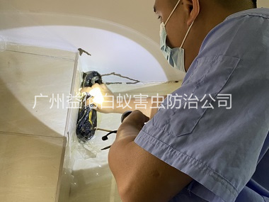 荔城房屋灭白蚁工程