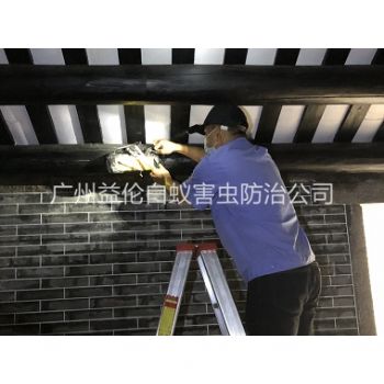 小楼祠堂杀灭白蚁工程